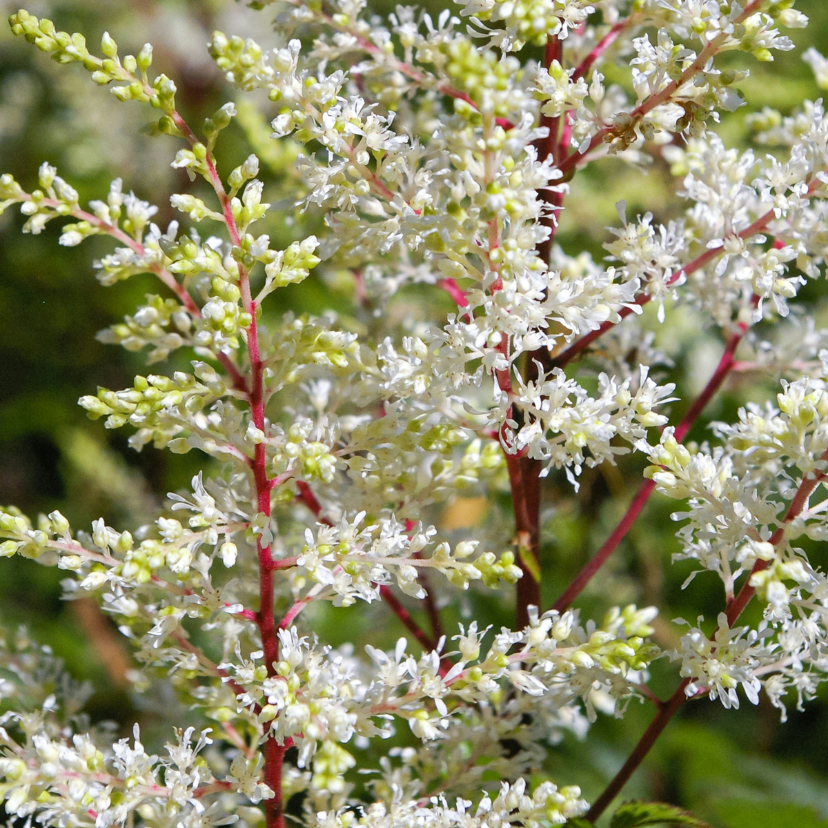 False Goat's Beard - 6 pcs. - Astilbe - Root balls