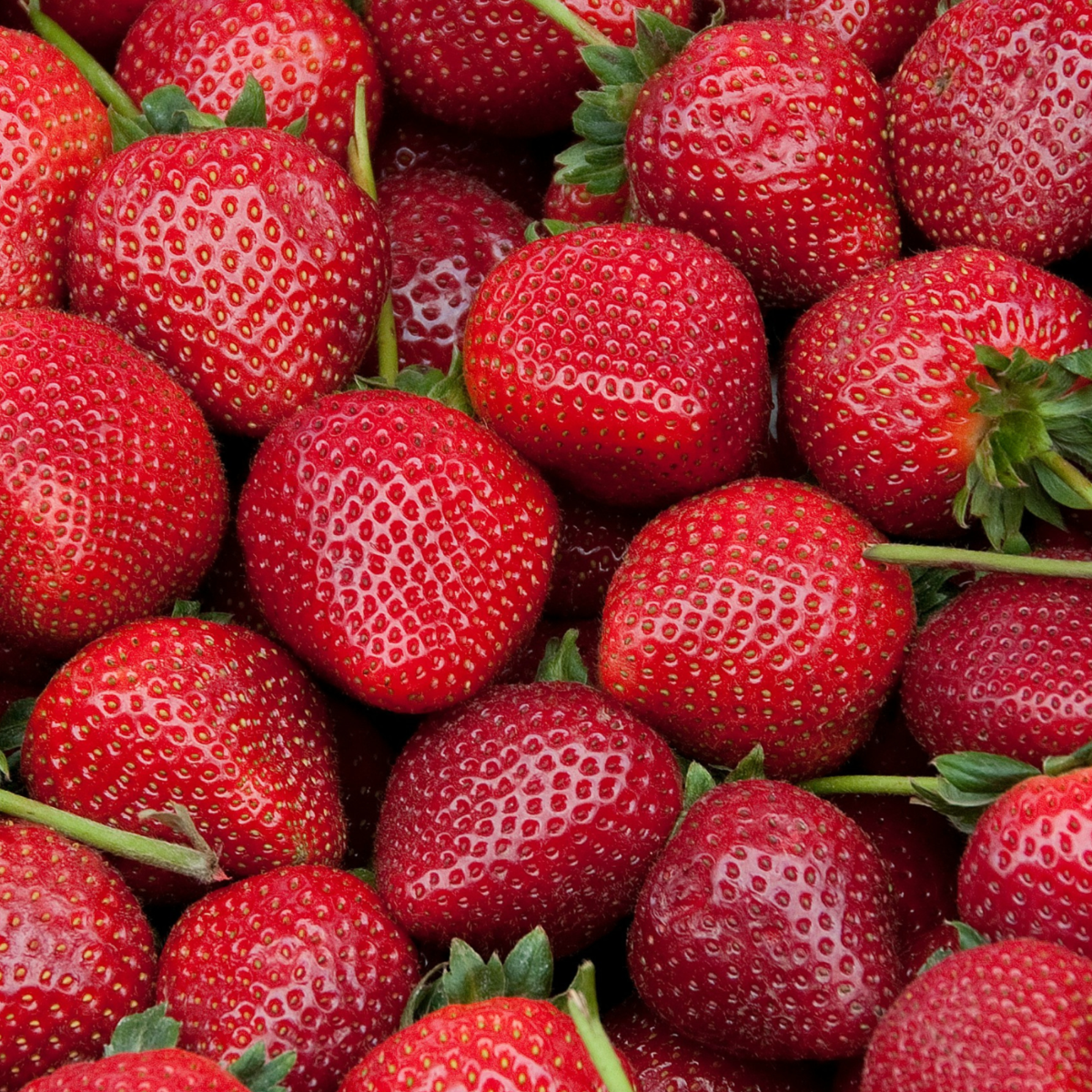 Strawberry plant - 10 pcs. - Fragaria elsanta - Root balls - Red