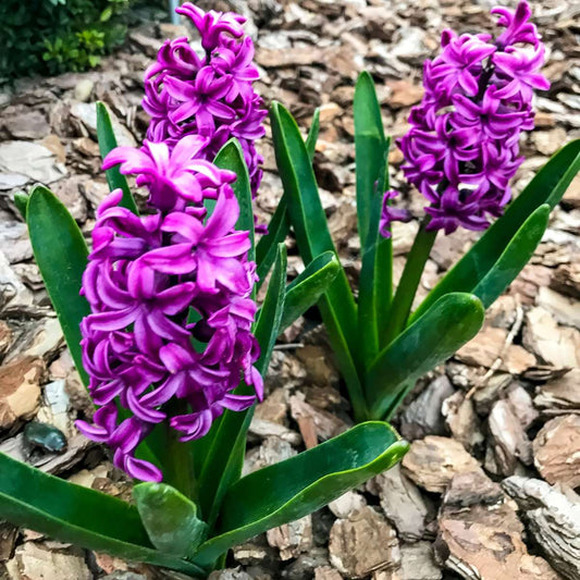 Hyacinth Bulbs - Set of 10 - Hyacinthus 'Purple Voice' - Flower Bulbs