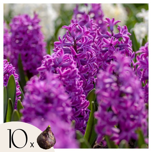Hyacinth Bulbs - Set of 10 - Hyacinthus 'Purple Voice' - Flower Bulbs