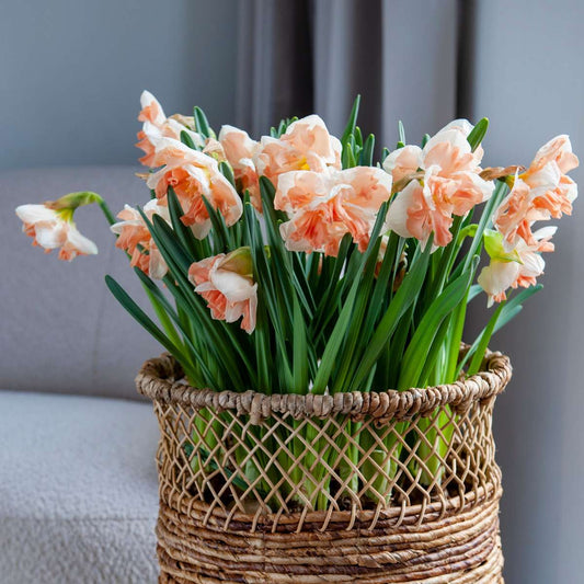Daffodil bulbs - 10 pcs. - Narcissus 'Apricot Whirl' - Flower Bulbs - Orange