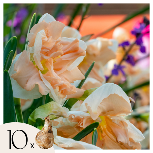 Daffodil bulbs - 10 pcs. - Narcissus 'Apricot Whirl' - Flower Bulbs - Orange