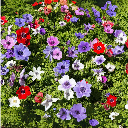 Anemone - 30 pcs. - Anemoon de Caen - Flower Bulbs