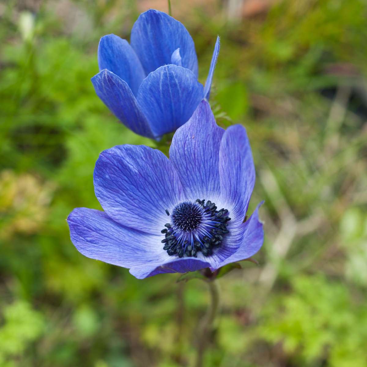 Anemone - 30 pcs. - Anemoon de Caen - Flower Bulbs