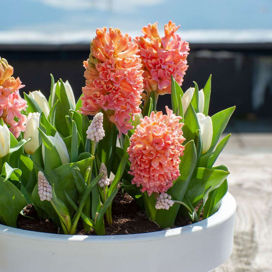 Hyacinth - 25 pcs. - Hyacinthus 'Gipsy Queen' - Flower Bulbs - Orange