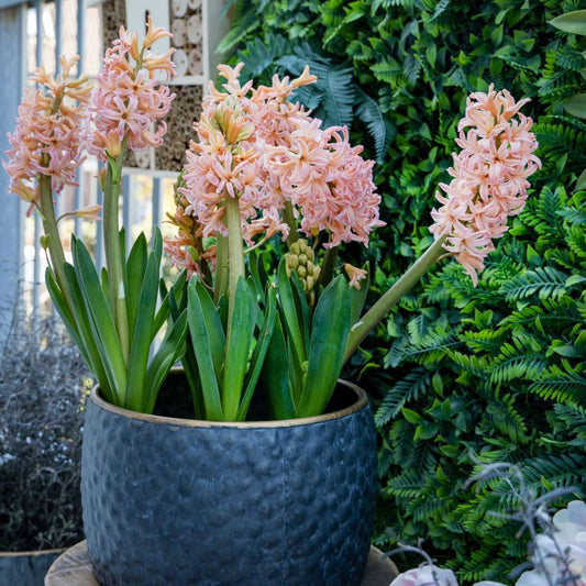 Hyacinth - 15 pcs. - Hyacinthus 'Gipsy Queen' - Flower Bulbs - Orange