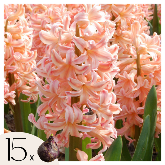 Hyacinth - 15 pcs. - Hyacinthus 'Gipsy Queen' - Flower Bulbs - Orange