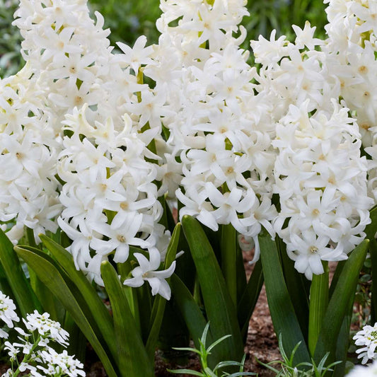Hyacinth - 20 pcs. - Hyacinthus 'Carnegie' - Flower Bulbs - White