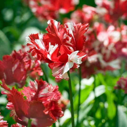 Tulip bulbs - 21 pcs. - Tulipa 'Estella Rijnveld' - Flower Bulbs - Red