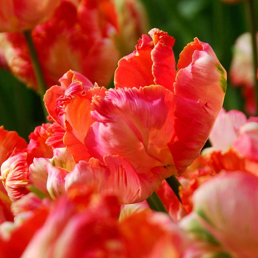Tulip bulbs - 14 pcs. - Tulipa 'Apricot Parrot' - Flower Bulbs - Pink
