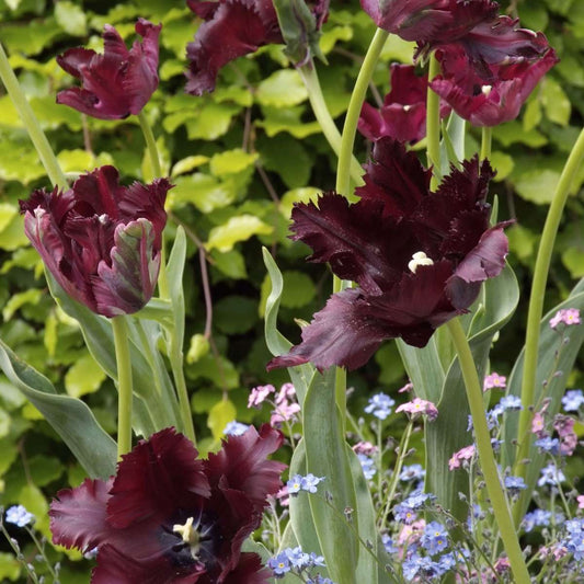 Tulip bulbs - 14 pcs. - Tulipa 'Black Parrot' - Flower Bulbs - Purple