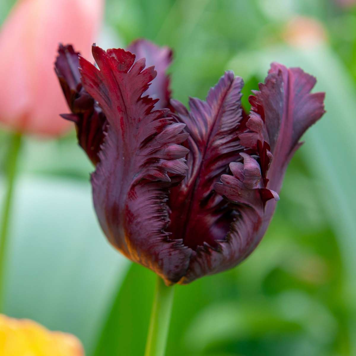 Tulip bulbs - 14 pcs. - Tulipa 'Black Parrot' - Flower Bulbs - Purple