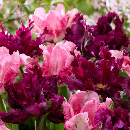 Tulip bulbs - 14 pcs. - Tulipa 'Parrot Negrita' - Flower Bulbs - Purple