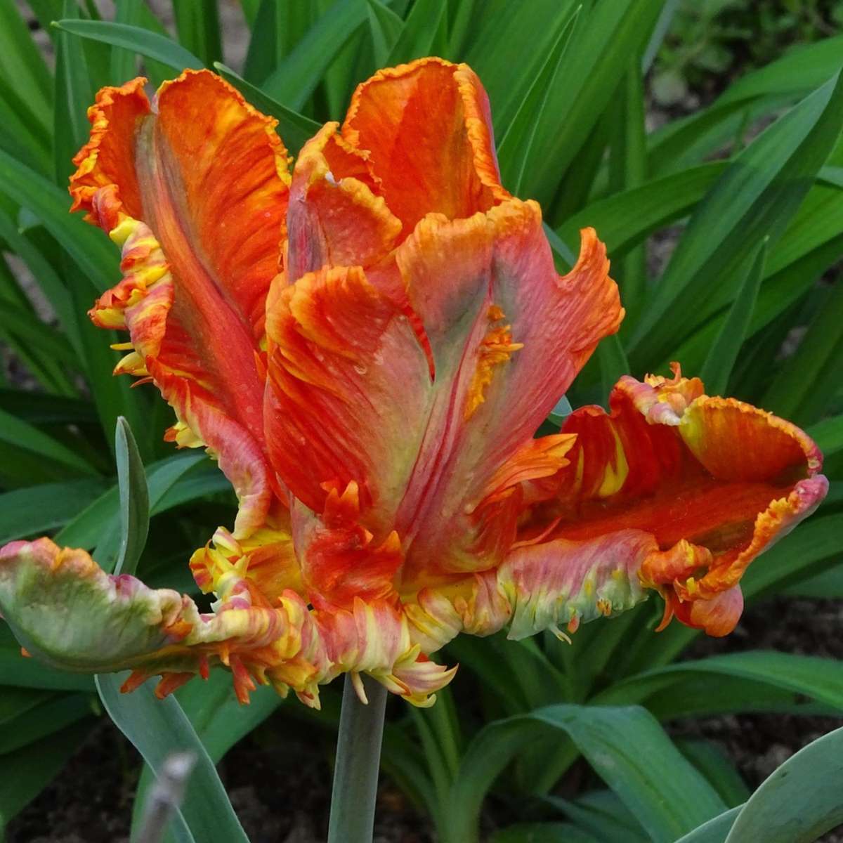 Tulip bulbs - 10 pcs. - Tulipa 'Rasta Parrot' - Flower Bulbs - White