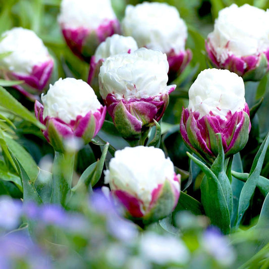 Tulip bulbs - 15 pcs. - Tulipa 'Ice Cream' - Flower Bulbs - Purple