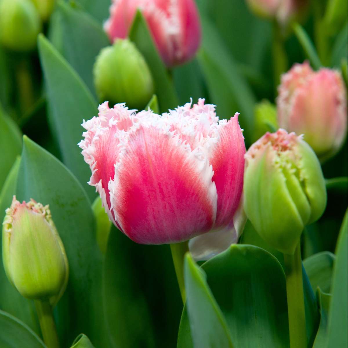 Tulip bulbs - 15 pcs. - Tulipa 'Queensland' - Flower Bulbs - Pink
