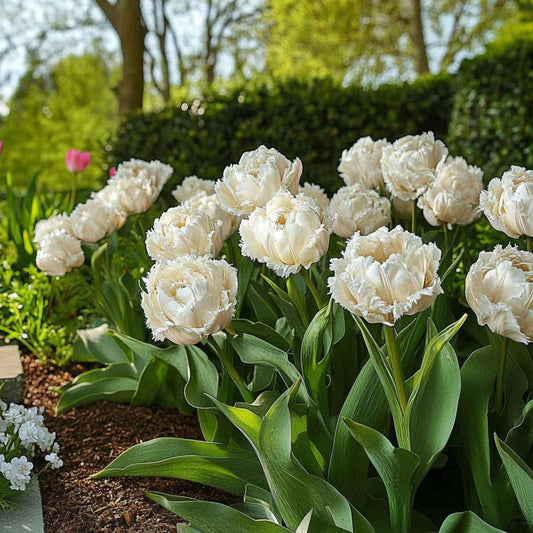 Tulip bulbs - 15 pcs. - Tulipa 'Snow Crystal' - Flower Bulbs - White
