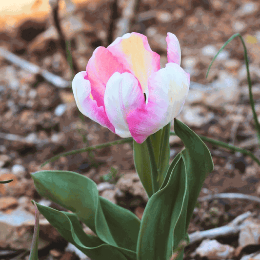 Tulip bulbs - 25 pcs. - Tulipa 'Cabanna' - Flower Bulbs - Pink