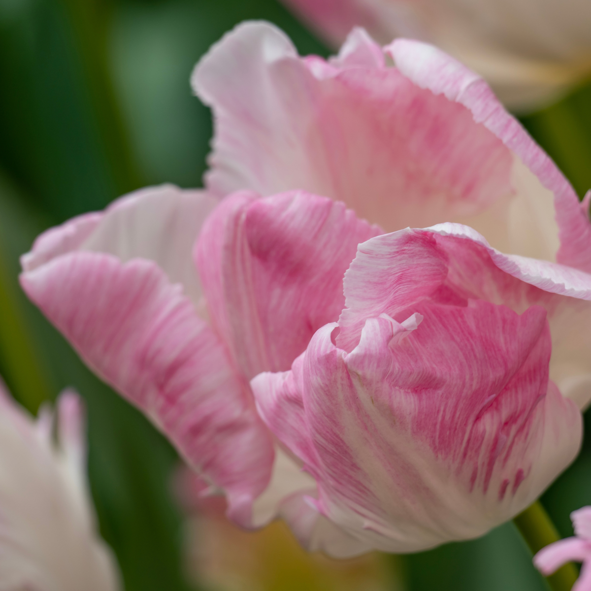 Tulip bulbs - 25 pcs. - Tulipa 'Cabanna' - Flower Bulbs - Pink