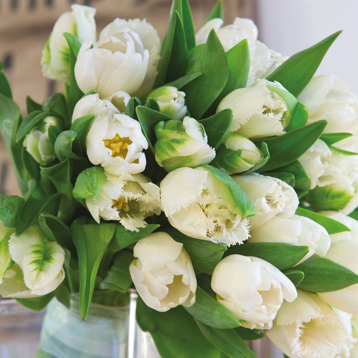 Tulip bulbs - 14 pcs. - Tulipa 'Northcap' - Flower Bulbs - Yellow