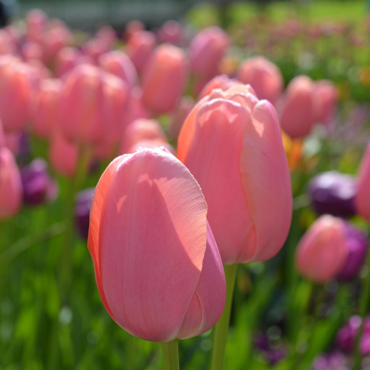 Tulip bulbs - 40 pcs. - Tulipa 'Salmon', 'Van Eijk' - Flower Bulbs - Red