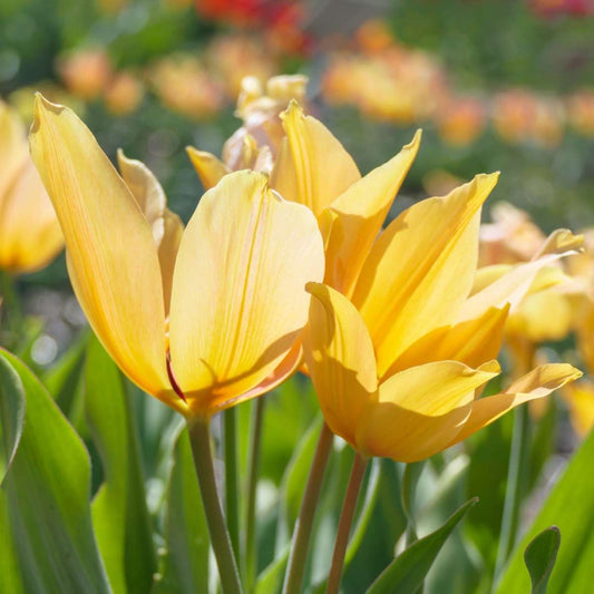 Tulip bulbs - 40 pcs. - Tulipa 'Prastants Shogun' - Flower Bulbs - Orange