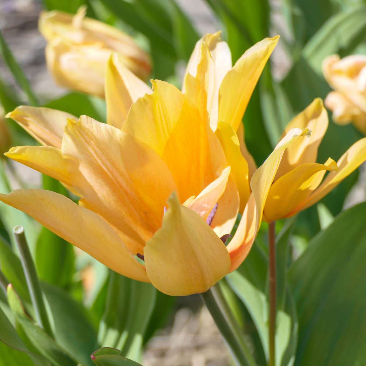 Tulip bulbs - 40 pcs. - Tulipa 'Prastants Shogun' - Flower Bulbs - Orange