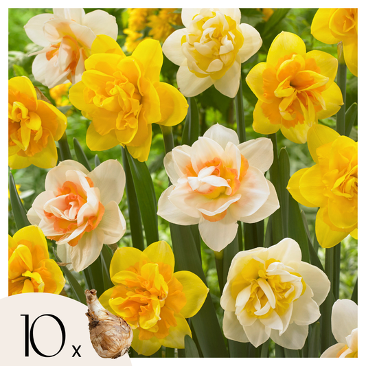 Daffodil bulbs - 10 pcs. - Narcissus 'Double Mix' - Flower Bulbs