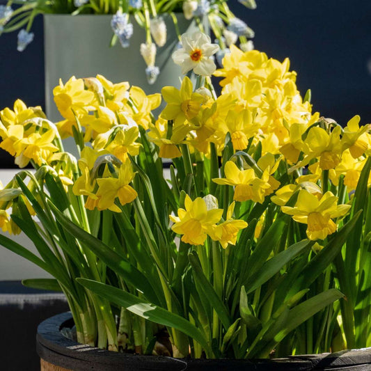 Daffodil bulbs - 50 pcs. - Narcissus 'Tête-à-Tête' - Flower Bulbs - Yellow