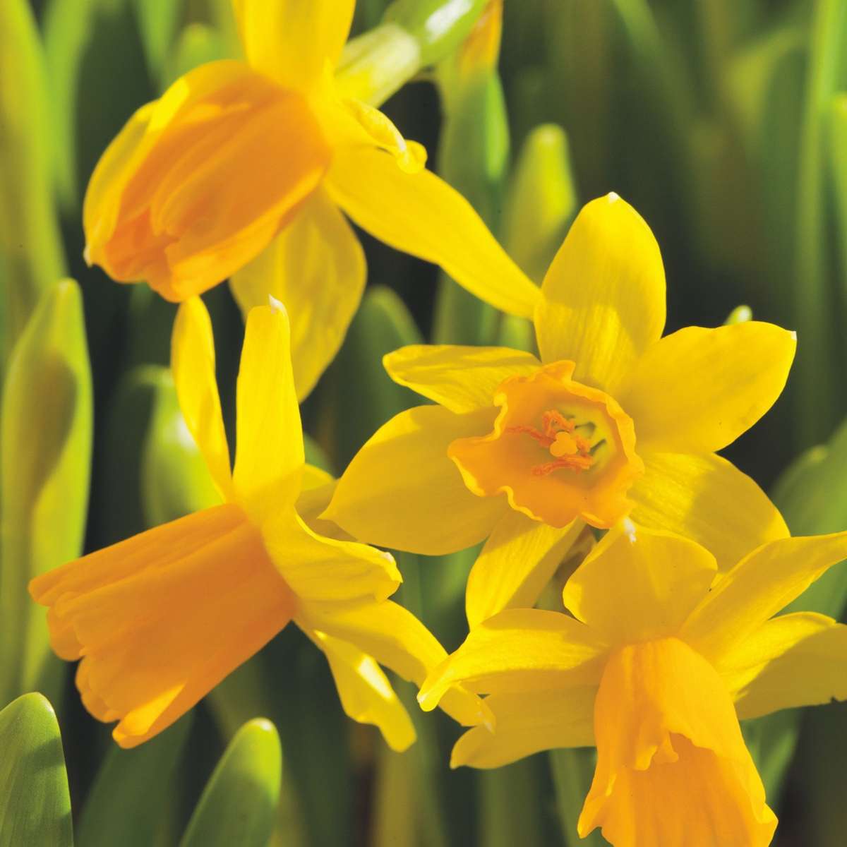 Daffodil bulbs - 50 pcs. - Narcissus 'Tête-à-Tête' - Flower Bulbs - Yellow