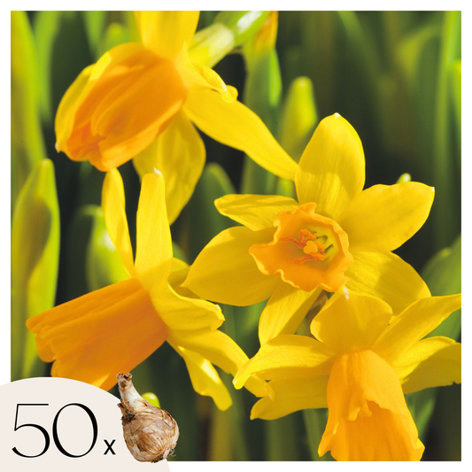 Daffodil bulbs - 50 pcs. - Narcissus 'Tête-à-Tête' - Flower Bulbs - Yellow