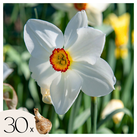 Daffodil bulbs - 30 pcs. - Narcissus 'Recurvus' - Flower Bulbs - White
