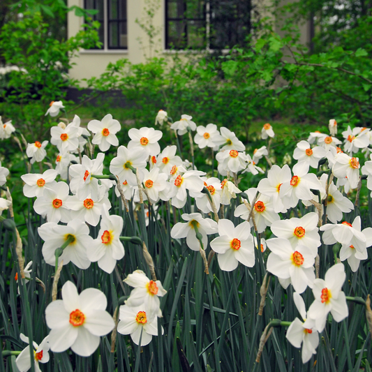 Daffodil bulbs - 30 pcs. - Narcissus 'Recurvus' - Flower Bulbs - White