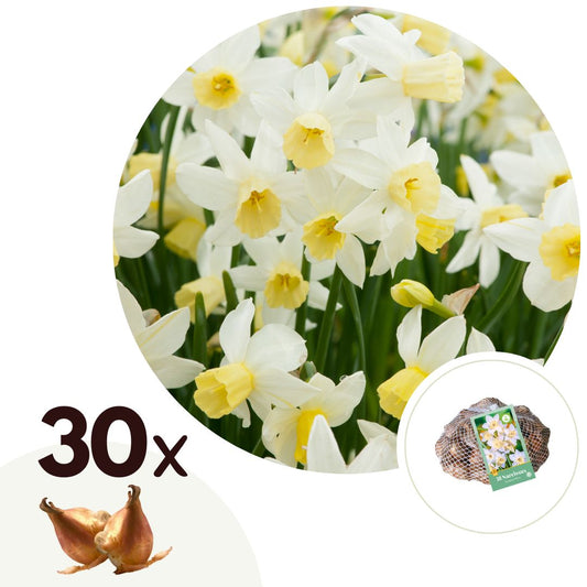 Daffodil bulbs - 30 pcs. - Narcissus 'Botanical White' - Flower Bulbs - Yellow