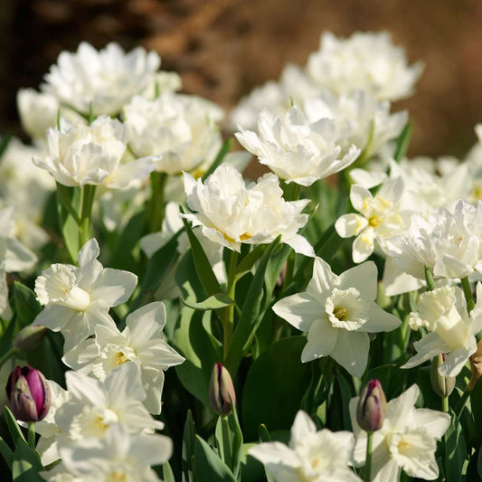 Daffodil bulbs - 30 pcs. - Narcissus 'Mount Hood' - Flower Bulbs - White