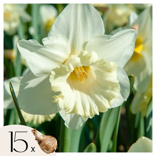 Daffodil bulbs - 15 pcs. - Narcissus 'Mount Hood' - Flower Bulbs - Yellow