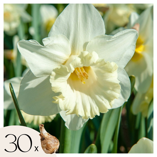 Daffodil bulbs - 30 pcs. - Narcissus 'Mount Hood' - Flower Bulbs - White