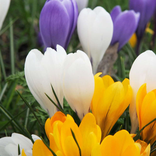 Crocus Bulbs - Set of 70 Flower Bulbs - Colorful Spring Bloomers for Garden