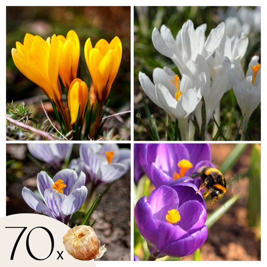 Crocus Bulbs - Set of 70 Flower Bulbs - Colorful Spring Bloomers for Garden