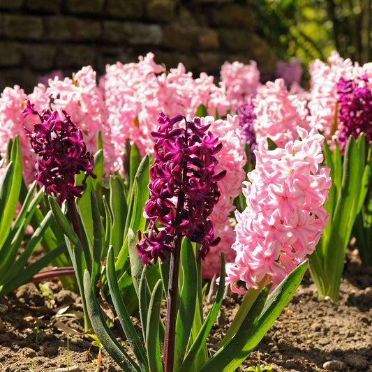 Hyacinth - 20 pcs. - Hyacinthus - Flower Bulbs