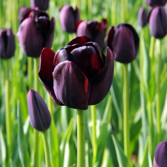 Tulip bulbs - 20 pcs. - Tulipa 'Queen of Night' - Flower Bulbs - Purple