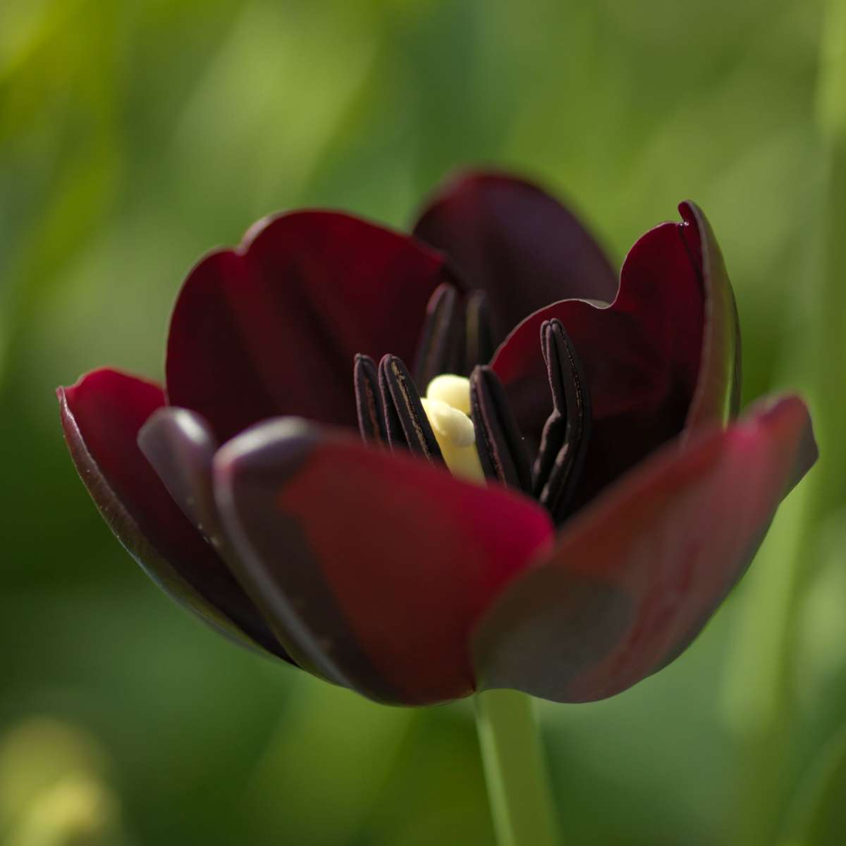 Tulip bulbs - 20 pcs. - Tulipa 'Queen of Night' - Flower Bulbs - Purple