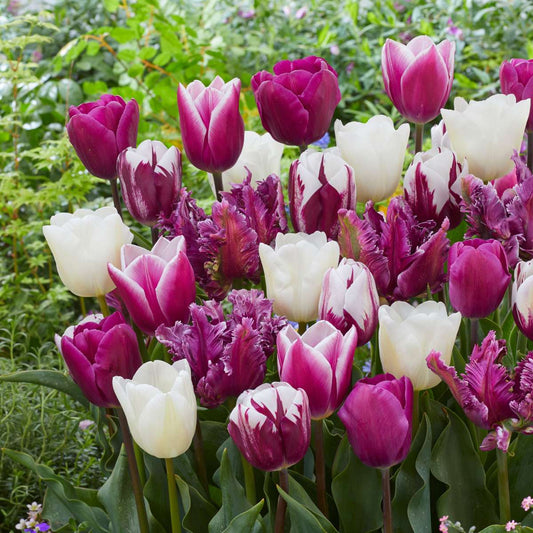 Tulip bulbs - 35 pcs. - Tulipa 'Pastel' - Flower Bulbs
