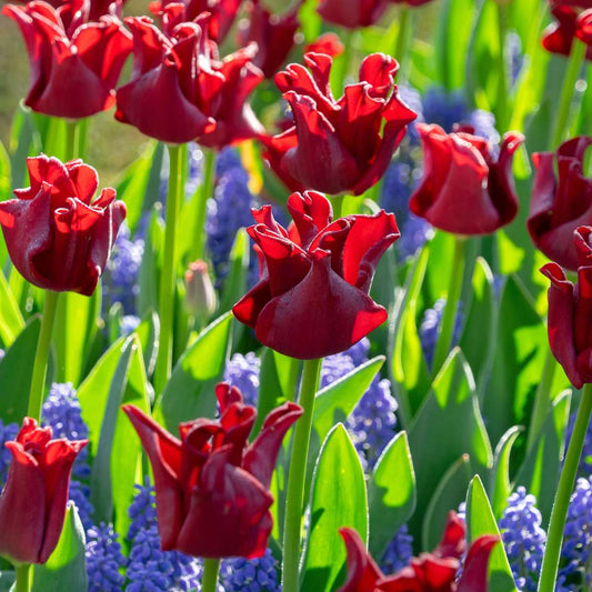 Tulip Bulbs 'Red Dress' - Set of 10 - Hardy & Perennial
