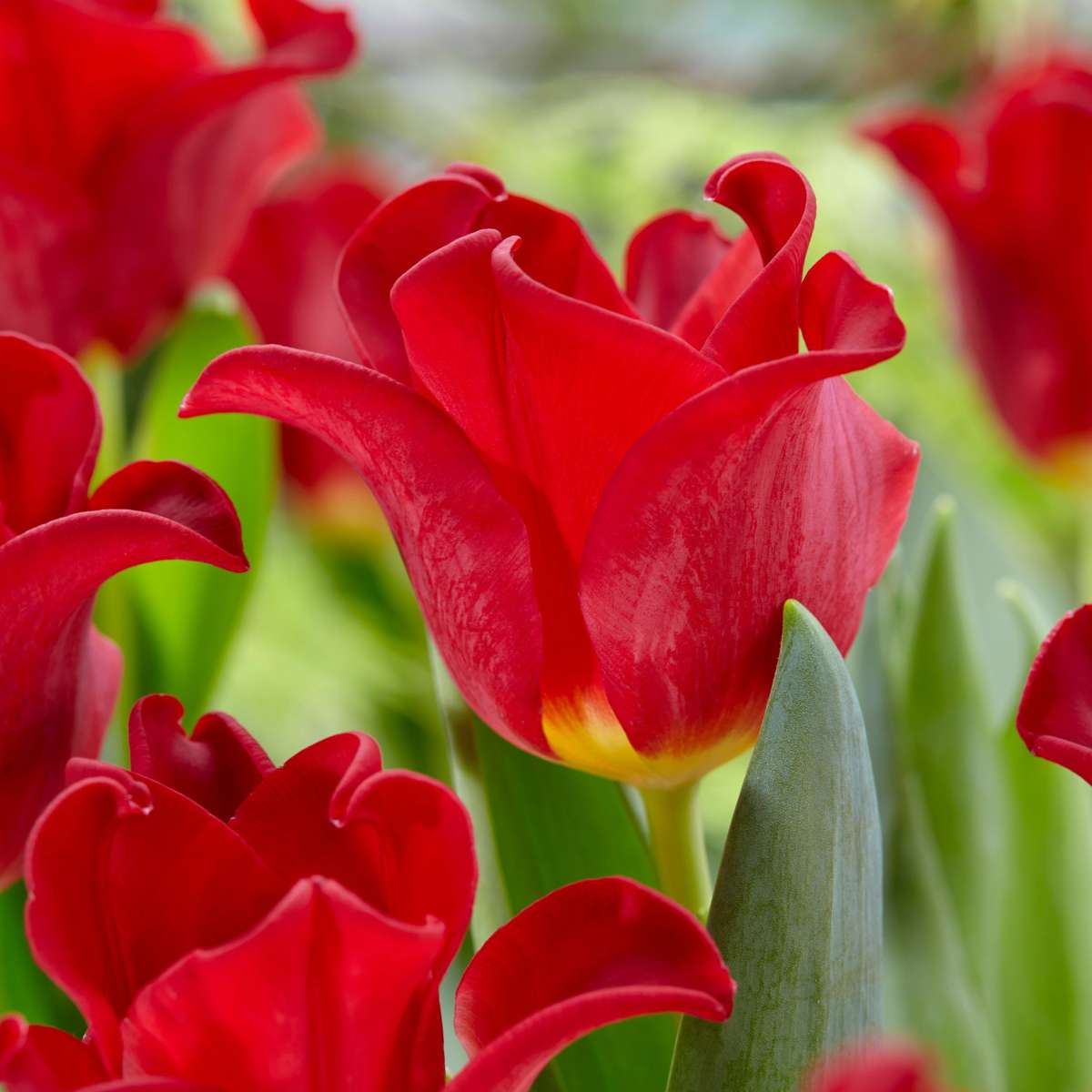 Tulip Bulbs 'Red Dress' - Set of 10 - Hardy & Perennial