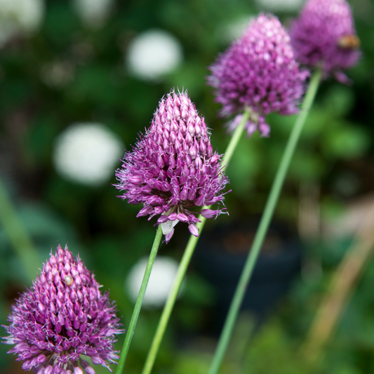 Ornamental onion - 200 pcs. - Allium 'Sphaerocephalon' - Flower Bulbs - Purple
