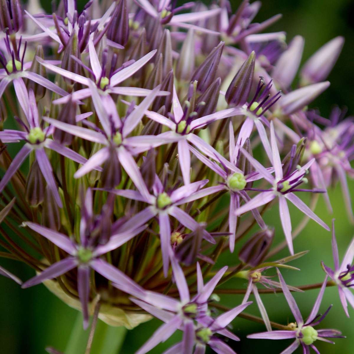 Ornamental onion - 30 pcs. - Allium 'Christophii' - Flower Bulbs - Purple