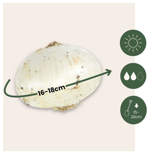 Ornamental onion - 15 pcs. - Allium 'Christophii' - Flower Bulbs - Purple