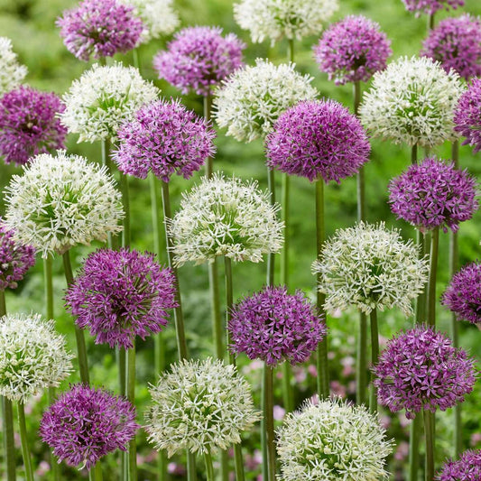 Ornamental onion - 15 pcs. - Allium 'Purple, 'White' - Flower Bulbs - Purple