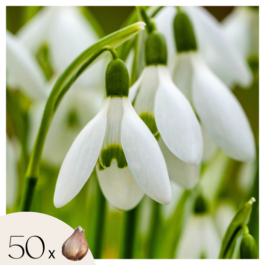 Greater snowdrop - 50 pcs. - Galanthus elwesii - Flower Bulbs - White